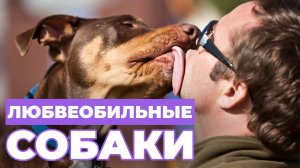 СОБАКА ТРЕБУЕТ МНОГО ВНИМАНИЯ - как отучить собаку от ЛЮБВЕОБИЛЬНОСТИ?