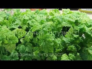 Малино-ежевичный гибрид Тайберри ex Vitro 2023.