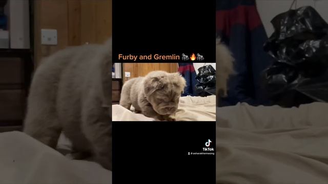 #fluffy #bulldog смотреть онлайн