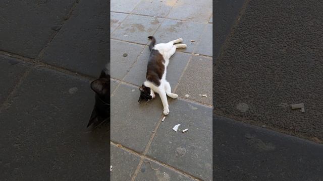 Кот до моря не дойдёт, лапы кот себе сотрёт ? Смешные животные ? Funny cat meow ? Beautiful animals смотреть онлайн