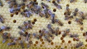 ужасы на пасеке Ужакина Игоря, необычная методика подготовки пчел в зиму в 12 рамочном улье, часть 2