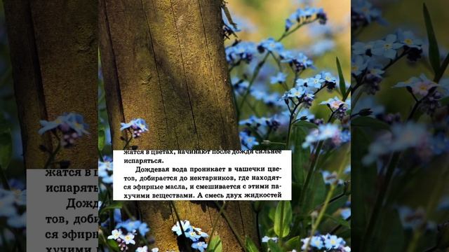 Почему цветы после дождя пахнут сильнее? Читаю книгу "я познаю мир". смотреть онлайн