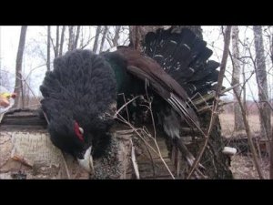 ОХОТА НА ГЛУХАРЯ 2019