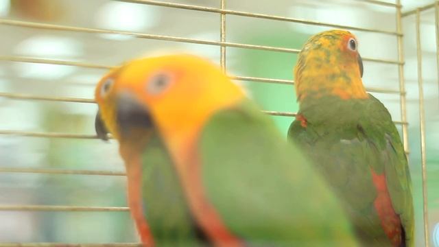 Все О Домашних Животных: Аратинга и Перура - Диковинные Птички смотреть онлайн