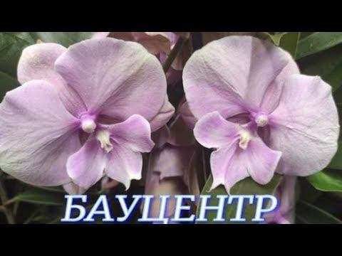 №725/ СВЕЖИЕ ,роскошные ОРХИДЕИ в БАУЦЕНТРЕ