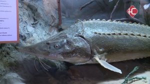 Возвращение осетра