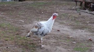 Камень из плиточного клея |Арт бетон своими руками. (Часть 1)