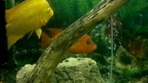 цихлазома феста