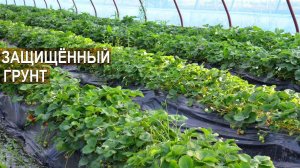 Выращивание земляники в защищенном грунте. Овощи Кубани