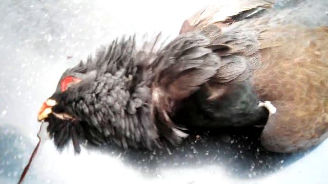 Глухарь с тока. смотреть онлайн