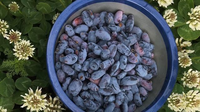 Жимолость: сбор ягод, выращивание и уход