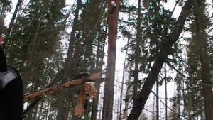 Капканный промысел куницы(кухта )