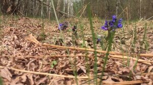 26 МАЯ ЛУКЕРЬЯ Комарница. ПОЯВЛЯЮТСЯ ПЕРВЫЕ КОМАРЫ, пора сеять рожь.