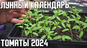Лунный календарь посадки помидор в 2024 году. Посадите в эти дни для хорошего урожая.