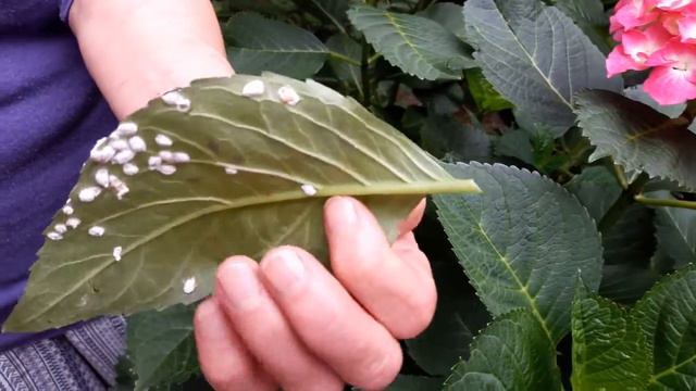 Škůdci na hortenziích смотреть онлайн