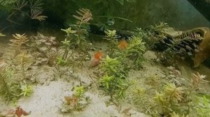 Золотые рыбки в растительном аквариуме