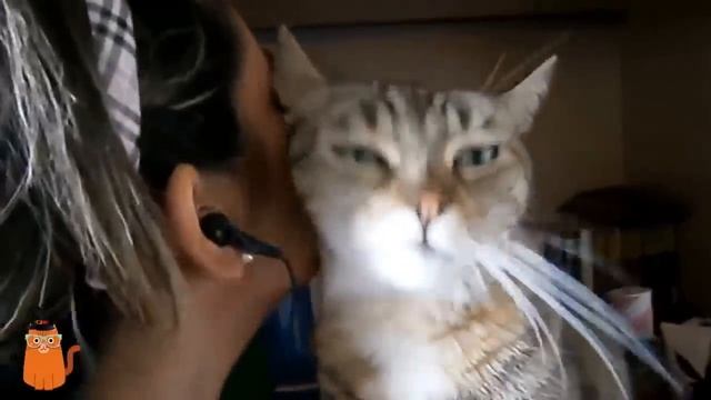 ласковая кошка целует хозяйку смотреть онлайн