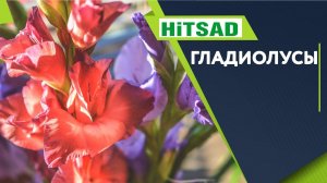 Описание Гладиолусов  Лучшие Сорта Гладиолуса Для Средней полосы ✔️ Когда выкапывать гладиолусы