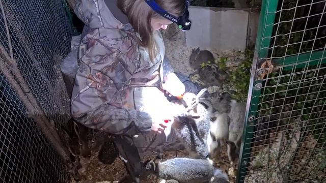 Как ушастые пираньи в ночи пытались съесть Мазая. Новички, Микки и Сардинка, кормление зайчат смотреть онлайн