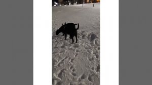 Вечерняя прогулка Кане Корсо 10 месяцев зимой.