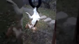 Стаф трепает