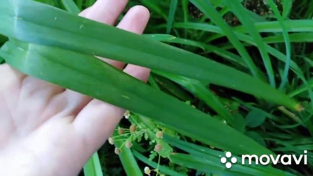 Лилейники:"Рыжий" и "Русская рапсодия".#hemerocallis, #лилейник, #RussianRhapsody смотреть онлайн