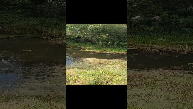 Сибирская таёжная речка