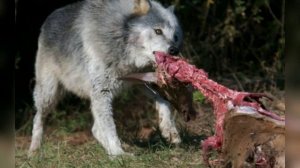 Мы гордые чеченские волки