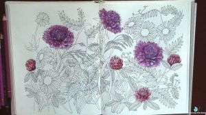 SpeedColoring Scabiosa and Clover from 'Flower year' / Раскраска-антистресс