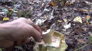 Сбор грибов в Калужской области. БЕЛЫЕ ГРИБЫ ПОЛЕЗЛИ МАССОВО.