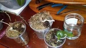 как из пенька вырастить цветущую орхидею.