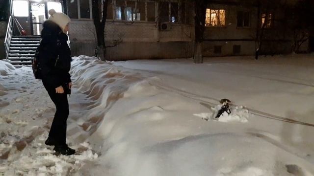 Зимняя сказка с Джек-расселом- I ( бросают в глубокий снег) смотреть онлайн