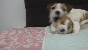 Funny dogs: Mom and Son are playing. Puppy Jack Russell Terrier 3 weeks