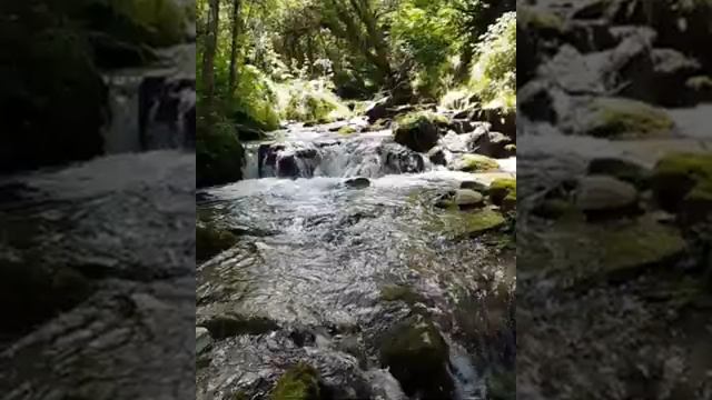 1 час релаксации .Звуки природы , пение птиц , успокаивающий шум воды . смотреть онлайн