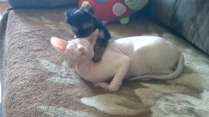 йорк и сфинкс