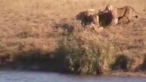 быки против львов