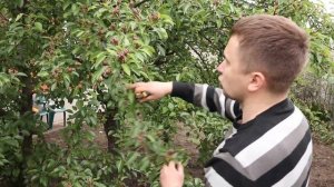 Удаляем до 90% завязи. Производим нормировку урожая яблонь и груш.