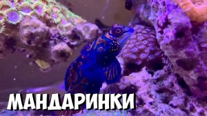Мандаринки в морском аквариуме | Нерест