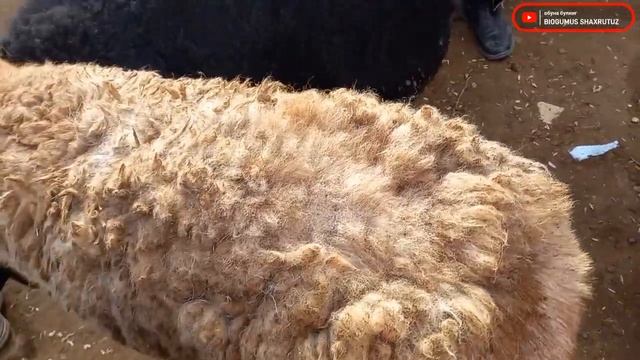 ШАХРИТУЗ КАТТА КУЧКОР ВА ТУККАН КУЙ КУЗИЛАР НАРХИ МАРХАМА @Biogumus_shahritus