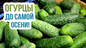 Продлеваем плодоношение огурцов. Как увеличить плодоношение огурцов - на что обратить внимание?