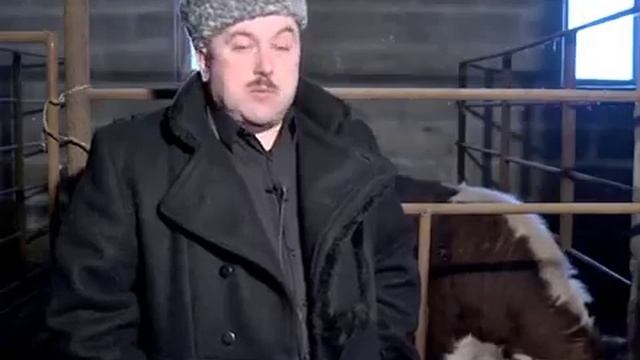 Герефордская порода КРС