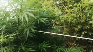 Сорт травы Opium & Pablo Escobar. Аутдор 2021