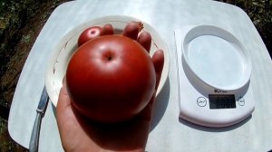 Томат Сиреневое озеро (lavender lake)