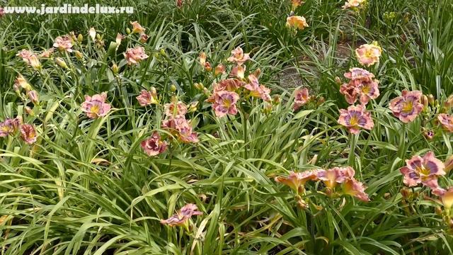 Цветение сортового лилейника FREAKY GOOD в саду www.jardindelux.ru