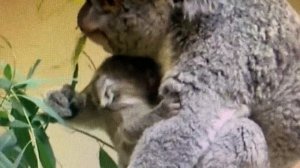 Koala Joey & Mum Eating Yummy Eucalyptus Leaves