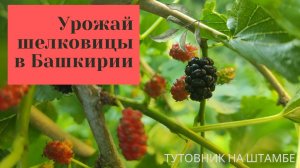 Созрела и плодоносит плакучая #шелковица в Башкирии. Сбор урожая вкусных ягод.