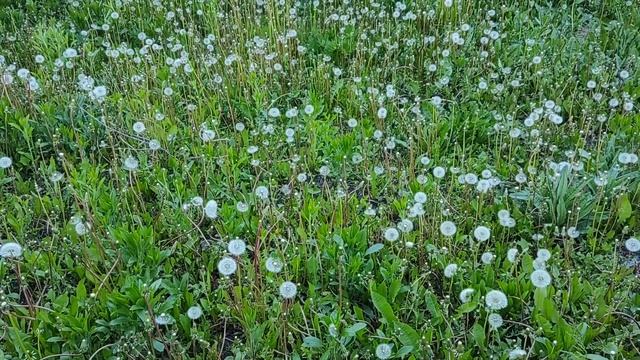 Чудеса Знакомого Растения смотреть онлайн