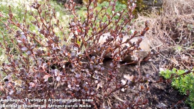 Декоративные барбарисы Тунберга весной и летом в ленобласти