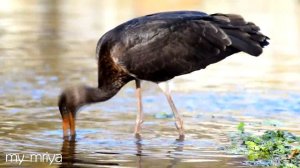 Черный аист /  Black storks