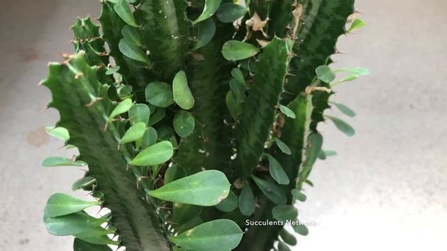 How To Grow & Care For Euphorbia Trigona смотреть онлайн